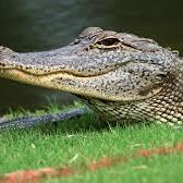 Team Page: Asheville Alligators